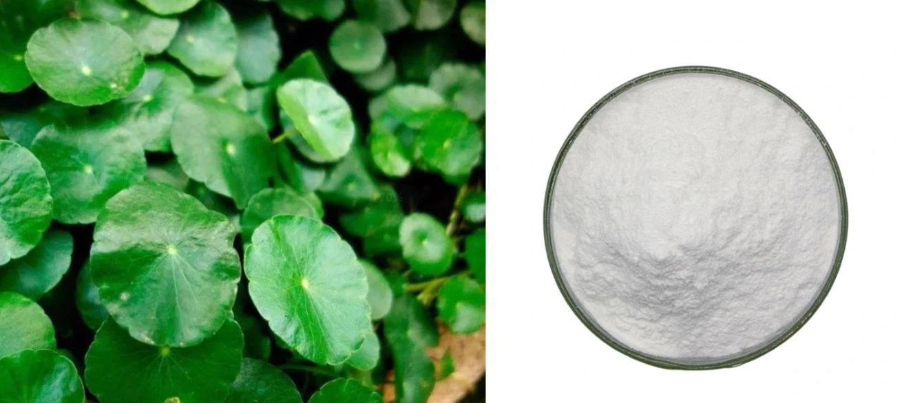 product-659-275 centella asiatica extract powder