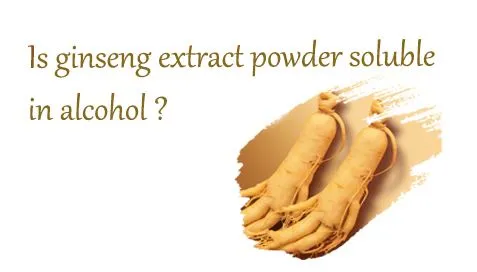 Este pulbere de extract de ginseng solubilă în alcool?