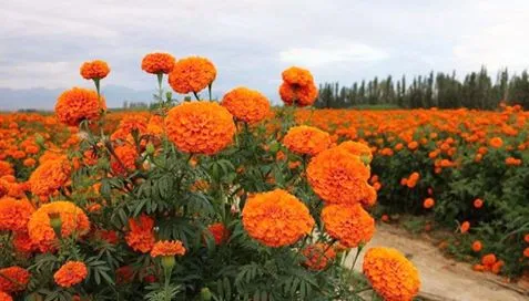 Ce sunt extractele de galbenele?