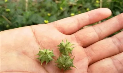 Ce este extractul de Tribulus Terrestris?