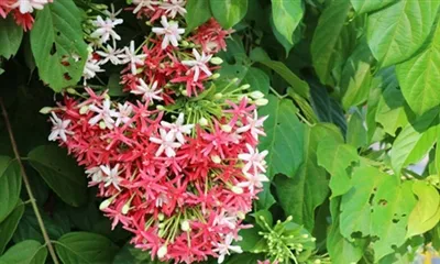 Care este efectul pudrei de Combretum?