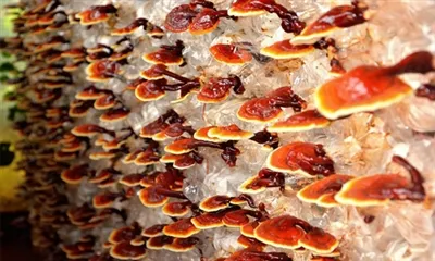 Ce este extractul de ciuperci Reishi?